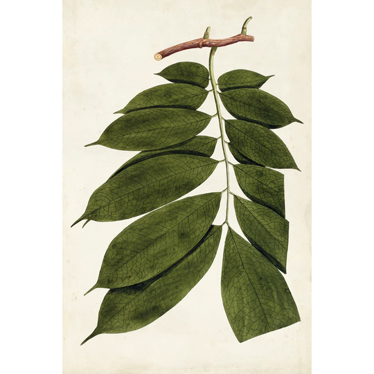 Leaf Varieties III