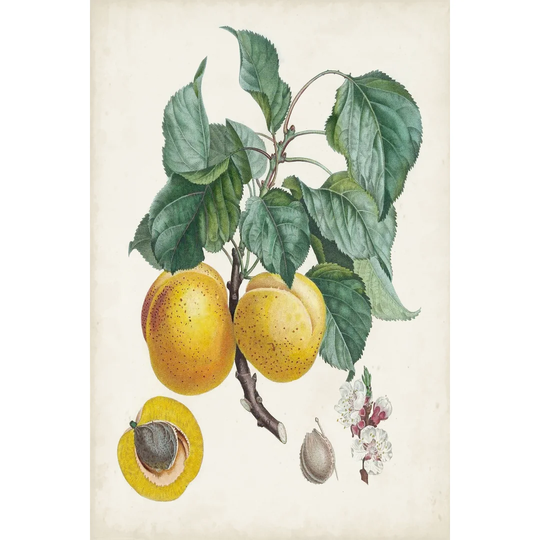 Abricot- Peche by Pierre Antoine Poiteau - Wrapped Canvas Painting