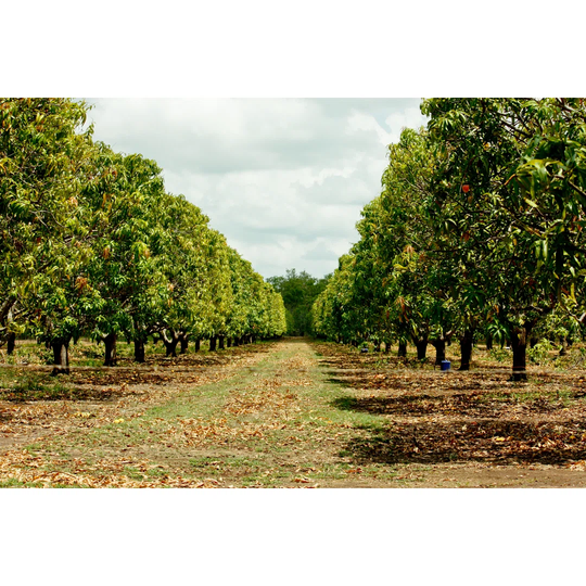 Mango Tree Plantation