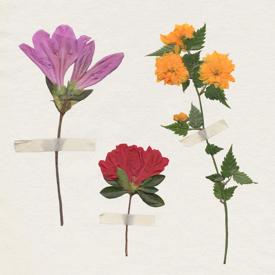 Backyard Variety I by Annie Warren - Wrapped Canvas Graphic Art