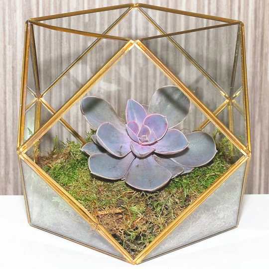 Clarris Glass Terrarium