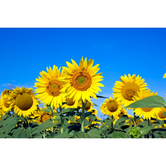 Honey Bee Polinate Sunflowers by Photoiris2021 - Wrapped Canvas Photograph