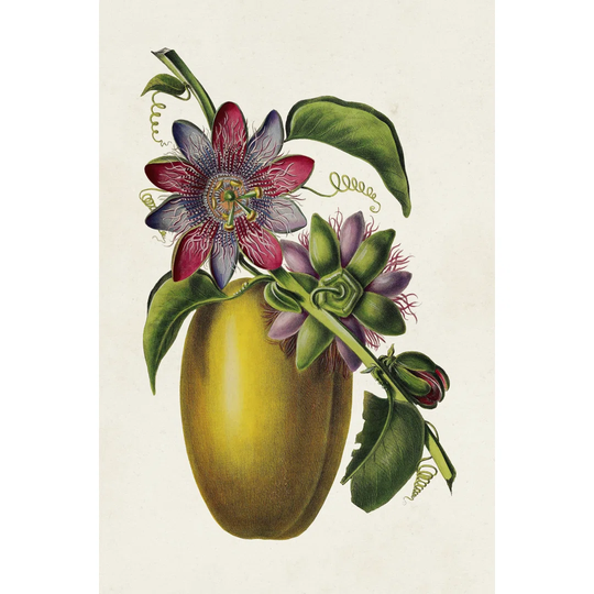 Fruit Of The Tropics II