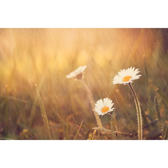 Daisy Flower Rain On Spring Meadow