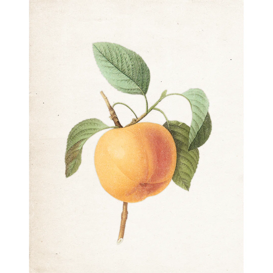 Simple Vintage Peach - Wrapped Canvas Painting Print