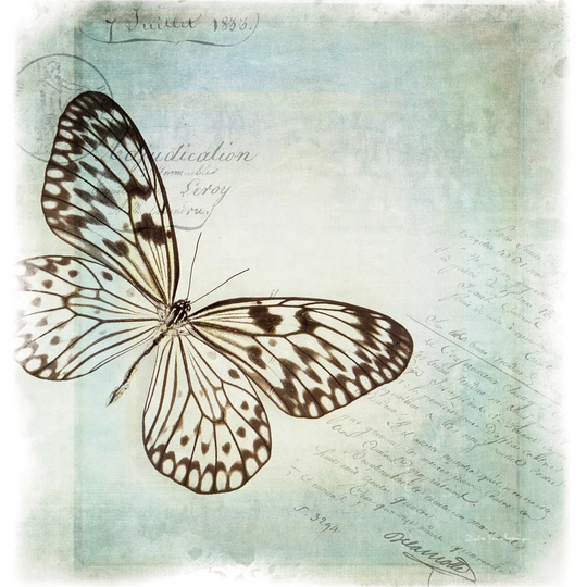 Floating Butterfly IV by Debra Van Swearingen - Wrapped Canvas Graphic Art