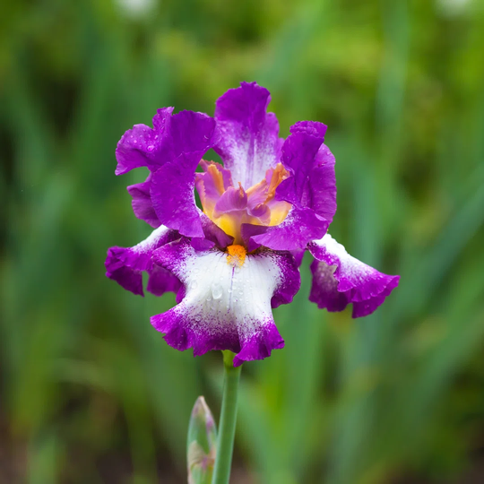Morning Flower Iris Park