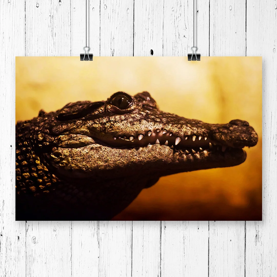 'Alligator' Graphic Art