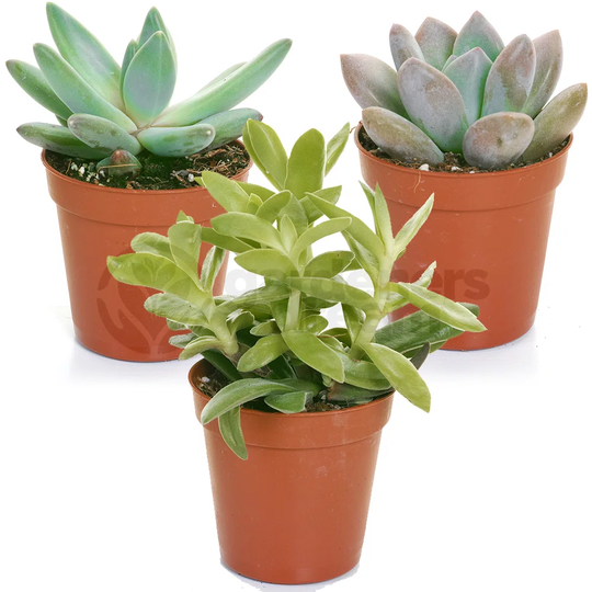 3 Piece Succulent Set