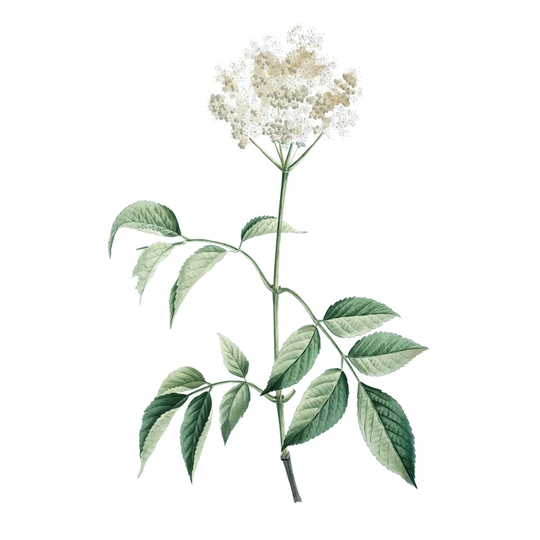 Soft Green Botanical VI by Vision Studio - Wrapped Canvas Painting