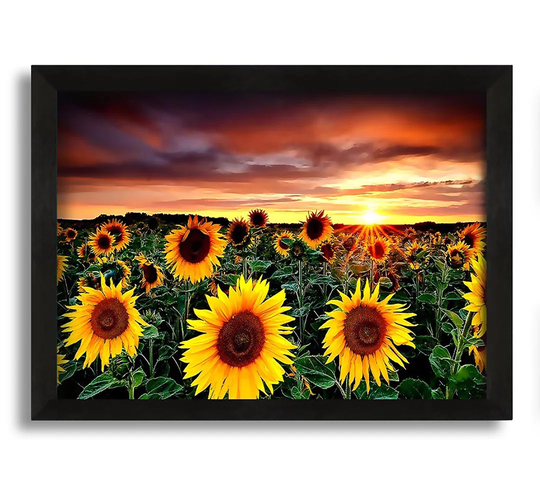 Magic Landscape Sunflower Field Framed Print