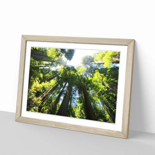'Sequoia Redwood Tree Forest' Framed Photographic Print