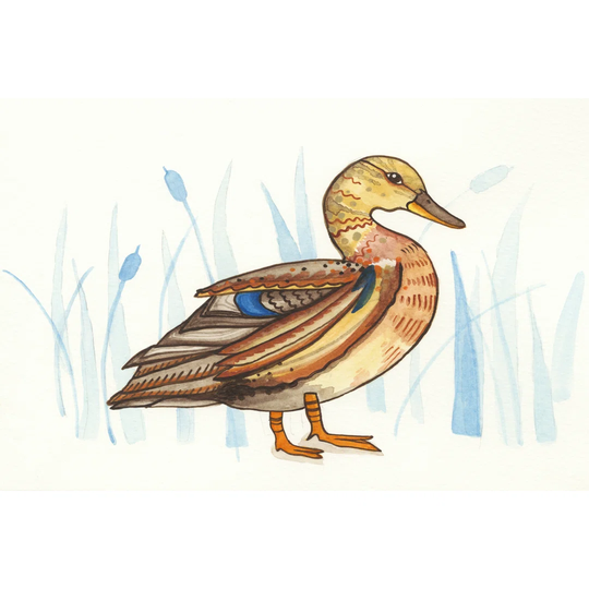 Wetland Mallard II - Wrapped Canvas Art Prints