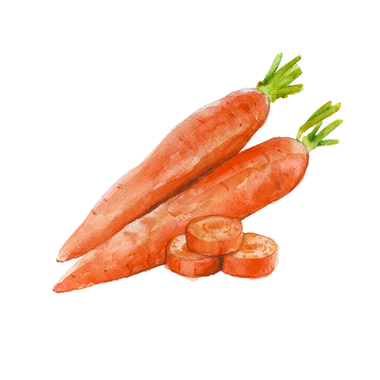 Carrot On White Background