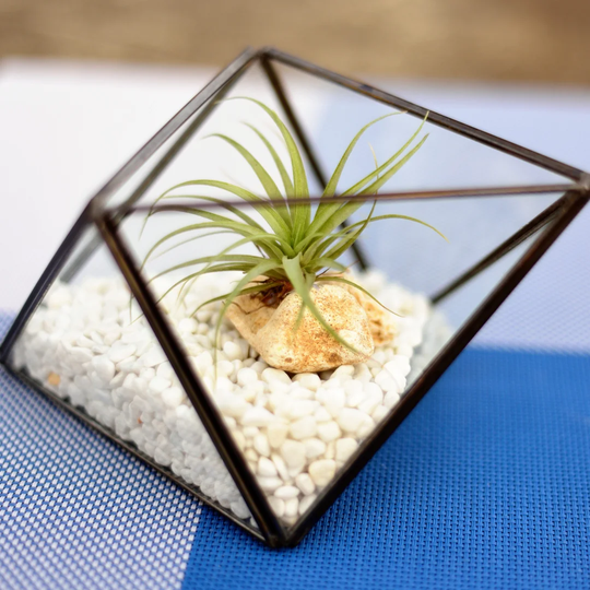 Saroyan Glass Terrarium