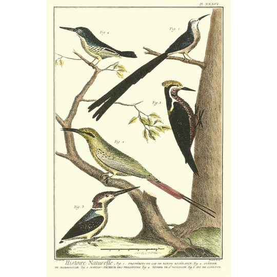 Martinet Bird Family III - Wrapped Canvas Art Prints