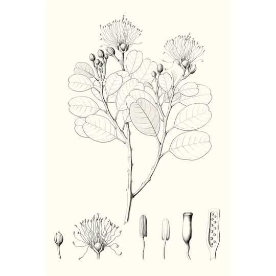 Illustrative Leaves I by Vision Studio - Wrapped Canvas Graphic Art