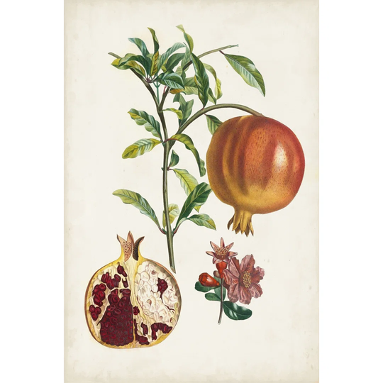 Grenadier a Fruit Doux by Pierre Antoine Poiteau - Wrapped Canvas Painting