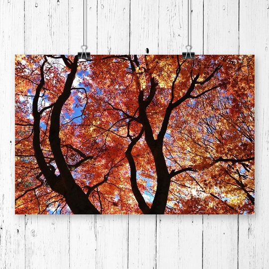 'Maple Tree Leaf Autumn' Photographic Print
