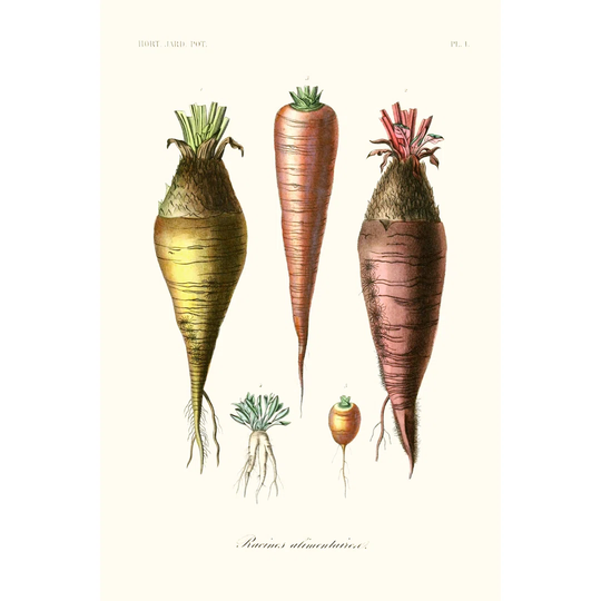Fruit & Vegetable Varieties VI - Unframed Graphic Art on Canvas