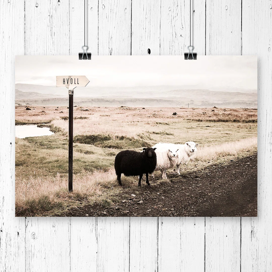 'Black and White Sheep Landscape' Photographic Print