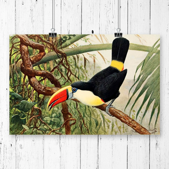 'Vintage Toucan' by W Kuhnert Graphic Art