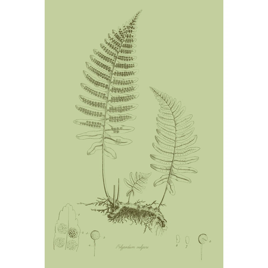 Fresh Ferns II by Curtis - Wrapped Canvas Graphic Art