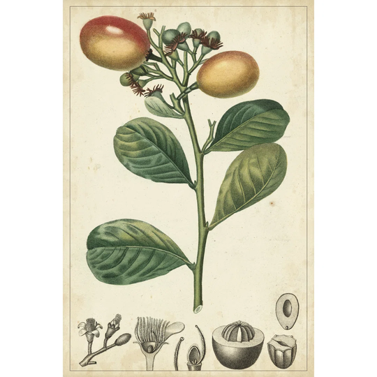 Exotic Fruits II