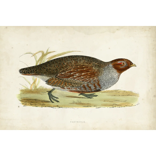 Morris Pheasants I - Wrapped Canvas Art Prints