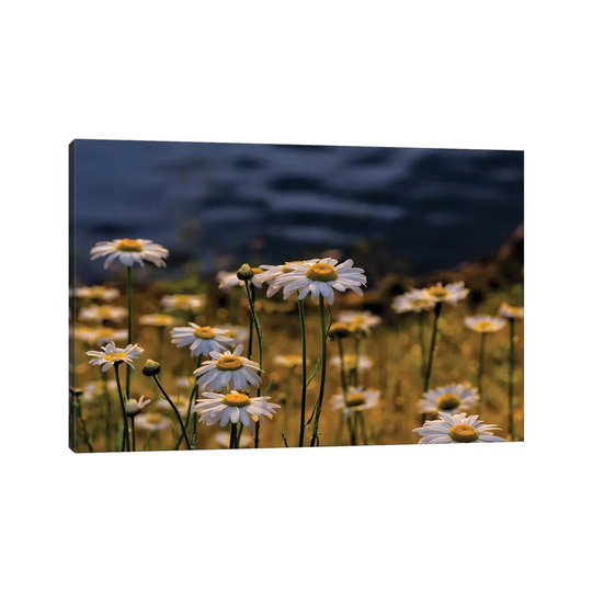 Daisy Day