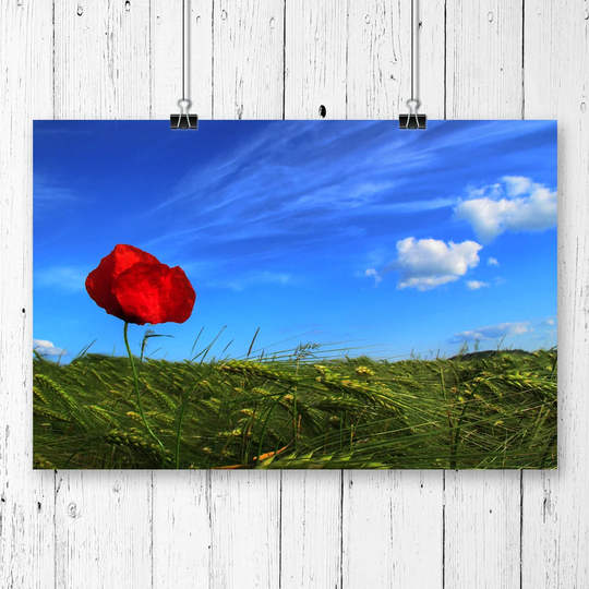 'Red Poppy Flower Landscape' Graphic Art