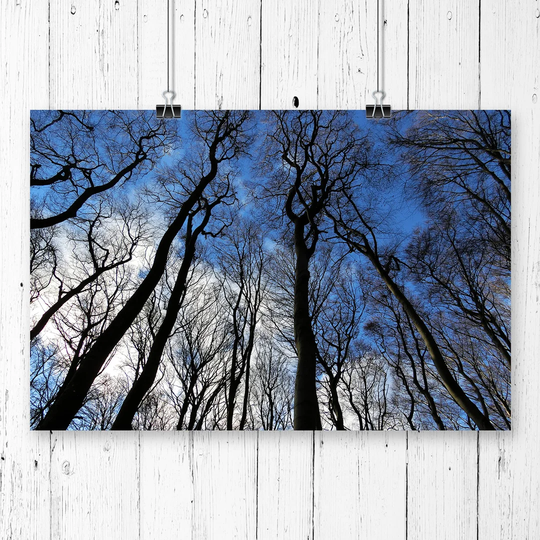 'Beautiful Forest Woodland' Photographic Print