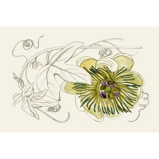 Passionflower II by Melissa Wang - Wrapped Canvas Painting