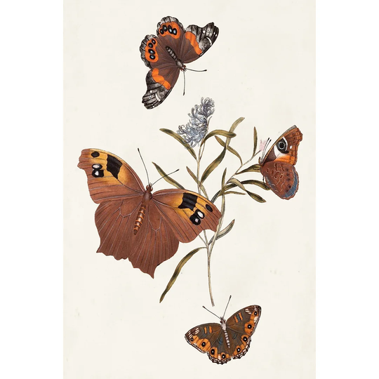 Butterflies and Moths VI - Wrapped Canvas Painting