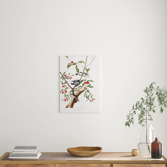 'Downy Woodpecker' by John James Audubon Graphic Art