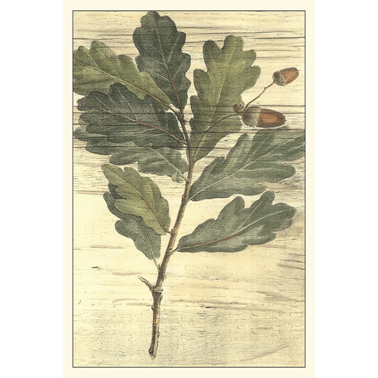 Weathered Oak Leaves II by Gerard Paul DeShayes - Wrapped Canvas Painting