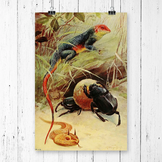 'Vintage Agama, Horned Viper, Sacred Beetle' by W Kuhnert Graphic Art