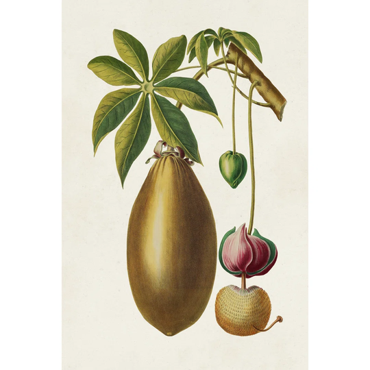 Fruit of the Tropics VII - Wrapped Canvas Graphic Art