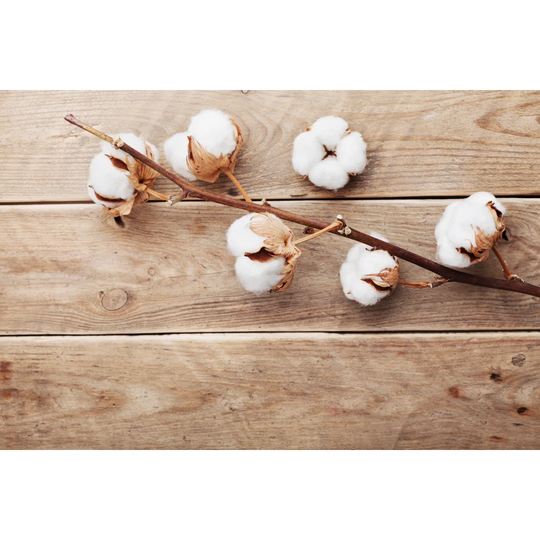 Cotton Flowers On Rustic Wooden Table From Above, Flat Lay.