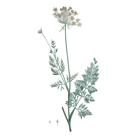 Soft Green Botanical V by Vision Studio - Wrapped Canvas Painting