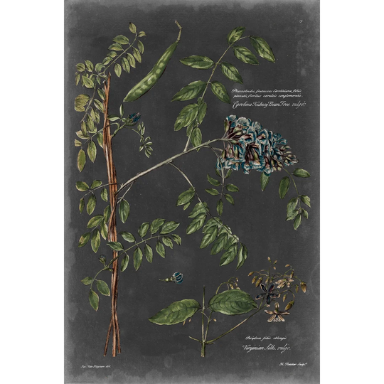 Vintage Botanical Chart VII - Wrapped Canvas Painting