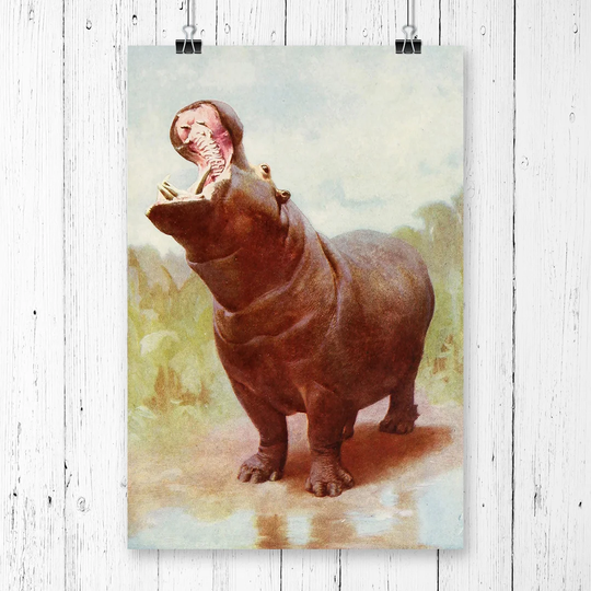 'Vintage Natural History Hippo gaping' Graphic Art