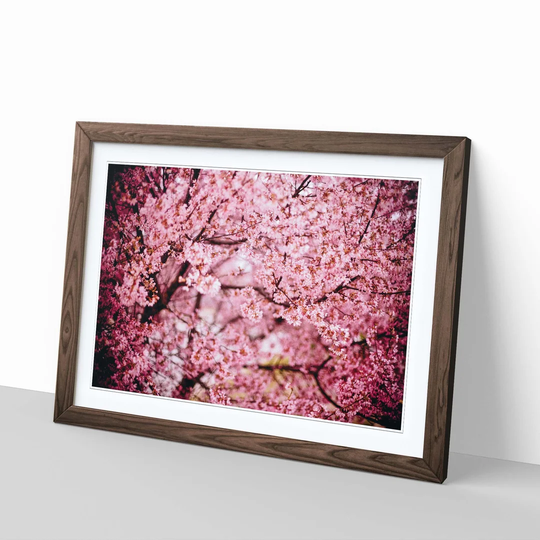 'Pink Cherry Blossom Tree Flowers 3' Framed Photographic Print