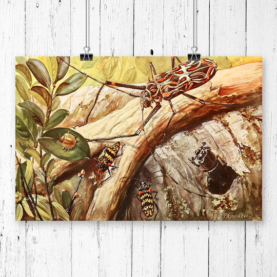 'Vintage Paul Flanderky Beetles of the Brazilian Rainforest' Graphic Art