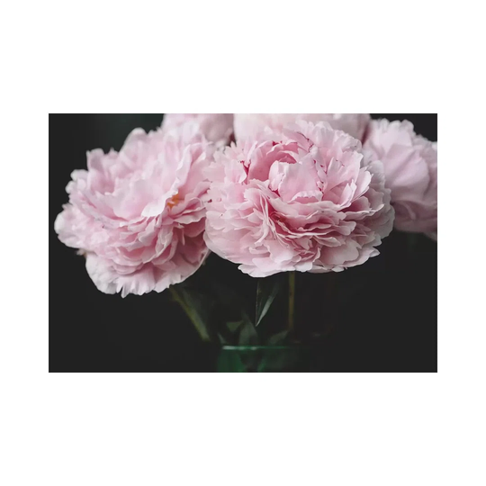 Pink Peonies by - Wrapped Canvas Photograph