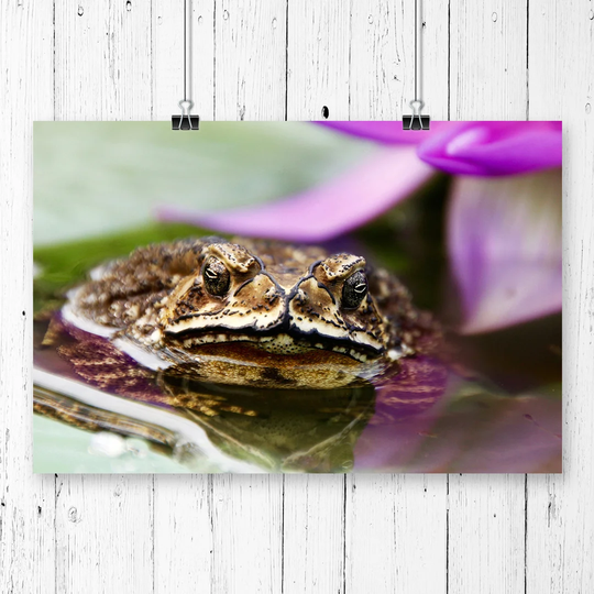 'Water Lily Toad' Graphic Art