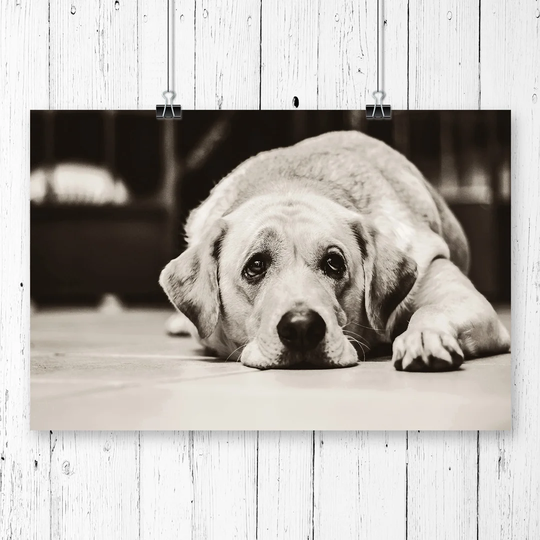 'Yellow Labrador Dog' Graphic Art