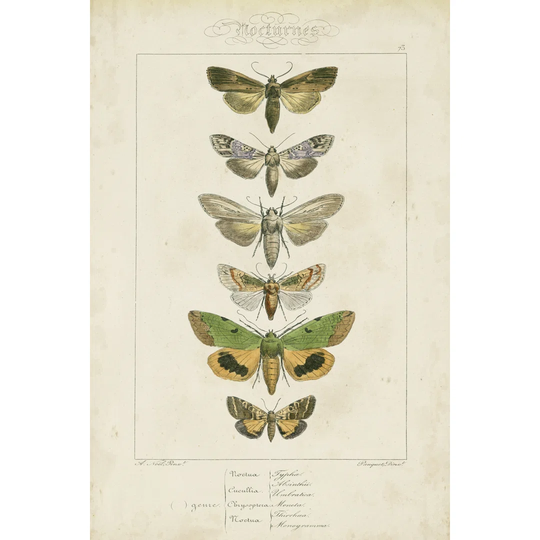 Pauquet Butterflies III by Pauquet - Wrapped Canvas Graphic Art