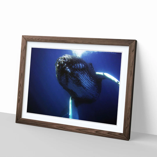 'Humpback Whale' Framed Photographic Print