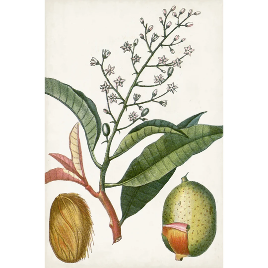 Tropical Fruit X by Turpin - Wrapped Canvas Painting